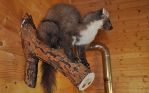 Kazatelna
