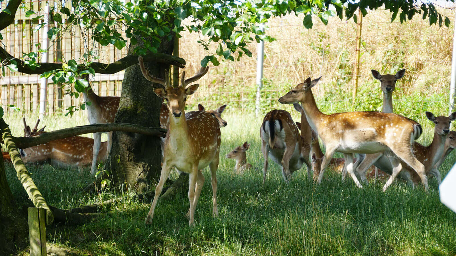 Farma Hubleska – daňci